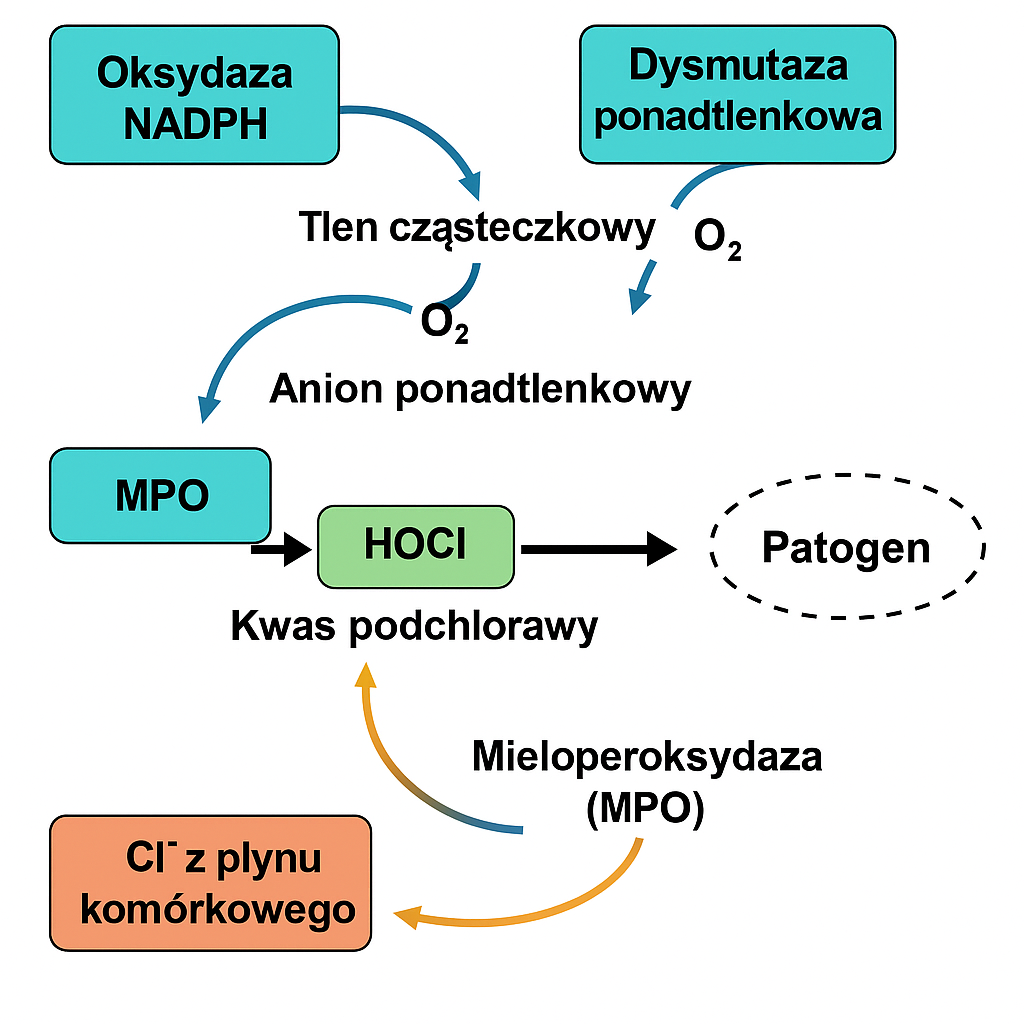 Schemat przedstawiający biochemiczny mechanizm działania kwasu podchlorawego (HOCl) w odpowiedzi immunologicznej – od aktywacji oksydazy NADPH, przez powstanie nadtlenku wodoru i anionów ponadtlenkowych, aż po wytworzenie HOCl przez mieloperoksydazę i jego działanie na patogeny.